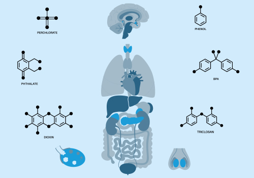 Akademie Fresenius Training: How to identify Endocrine Disrupting Chemicals
